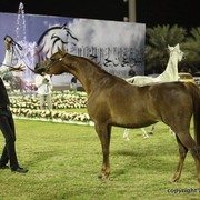 2013 Ajman Arabian Horse Show (day 3)