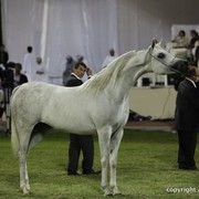 2013 Ajman Arabian Horse Show (day 3)
