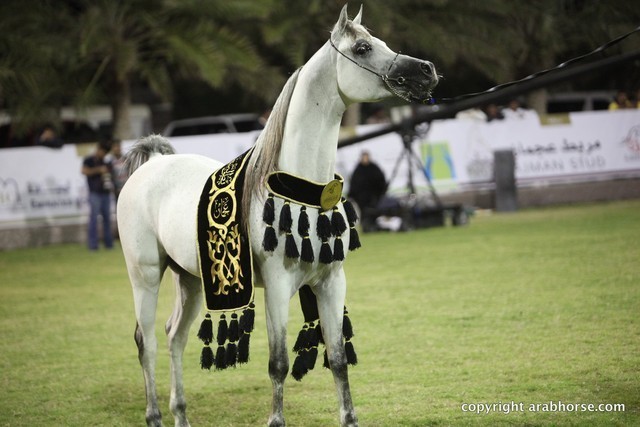 2013 Ajman Arabian Horse Show (day 3)