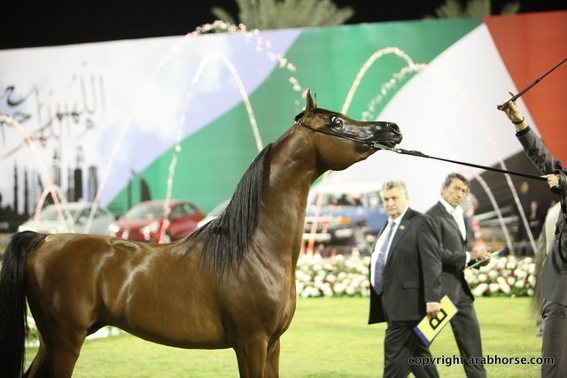 2013 Ajman Arabian Horse Show (day 3)