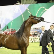 2013 Ajman Arabian Horse Show (day 3)