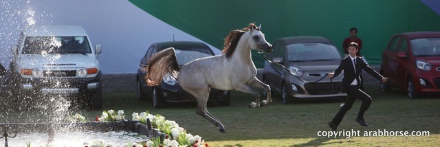 2013 Ajman Arabian Horse Show (day 3)
