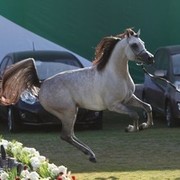 2013 Ajman Arabian Horse Show (day 3)