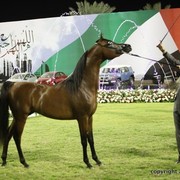 2013 Ajman Arabian Horse Show (day 3)