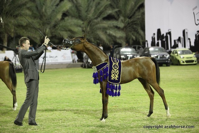 2013 Ajman Arabian Horse Show (day 3)