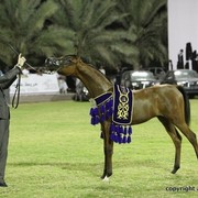 2013 Ajman Arabian Horse Show (day 3)