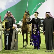 2013 Ajman Arabian Horse Show (day 3)