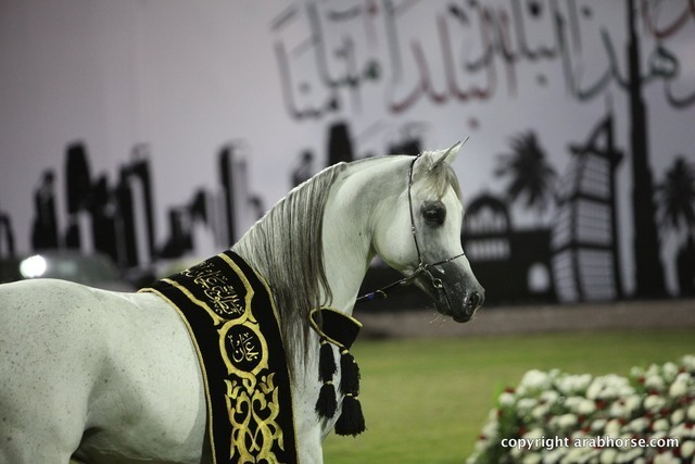 2013 Ajman Arabian Horse Show (day 3)