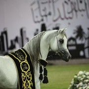 2013 Ajman Arabian Horse Show (day 3)