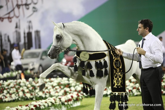 2013 Ajman Arabian Horse Show (day 3)