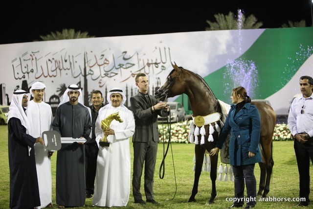 2013 Ajman Arabian Horse Show (day 3)