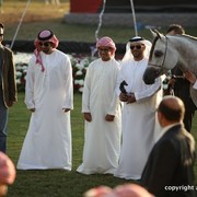 2013 Ajman Arabian Horse Show (day 3)