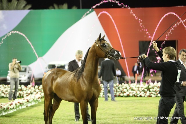 2013 Ajman Arabian Horse Show (day 3)