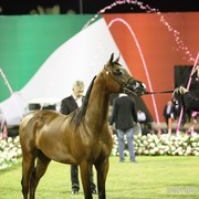 2013 Ajman Arabian Horse Show (day 3)