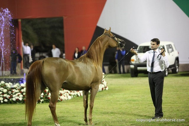 2013 Ajman Arabian Horse Show (day 3)