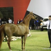 2013 Ajman Arabian Horse Show (day 3)
