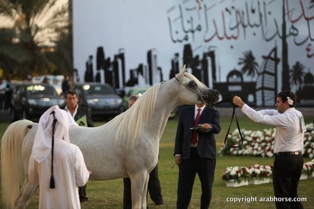 2013 Ajman Arabian Horse Show (day 3)
