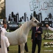 2013 Ajman Arabian Horse Show (day 3)