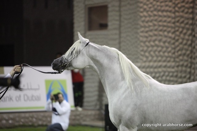 2013 Ajman Arabian Horse Show (day 3)