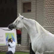 2013 Ajman Arabian Horse Show (day 3)