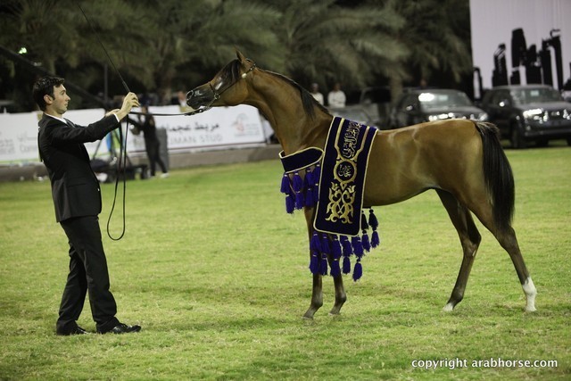 2013 Ajman Arabian Horse Show (day 3)