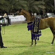 2013 Ajman Arabian Horse Show (day 3)
