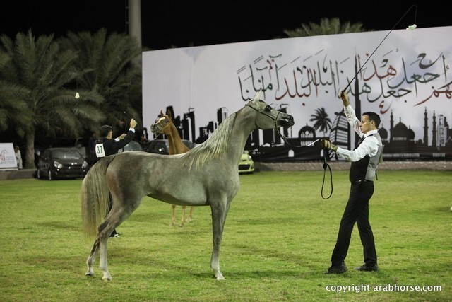 2013 Ajman Arabian Horse Show (day 3)