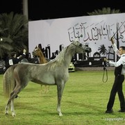 2013 Ajman Arabian Horse Show (day 3)