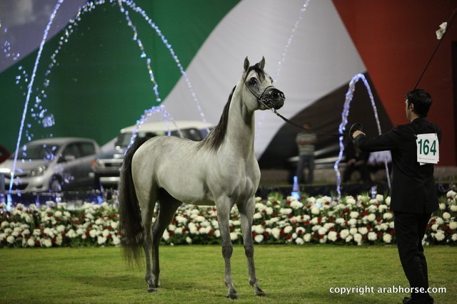 2013 Ajman Arabian Horse Show (day 3)