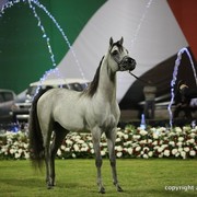 2013 Ajman Arabian Horse Show (day 3)