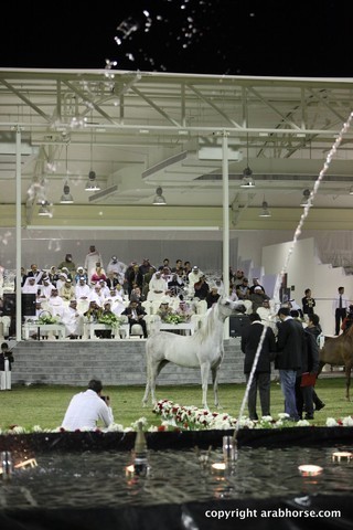 2013 Ajman Arabian Horse Show (day 3)