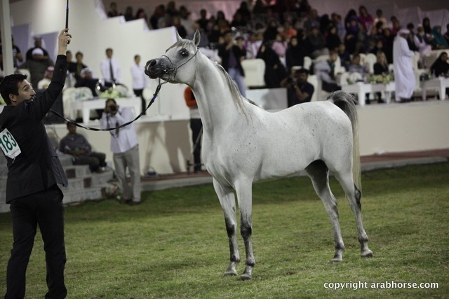 2013 Ajman Arabian Horse Show (day 3)