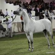 2013 Ajman Arabian Horse Show (day 3)