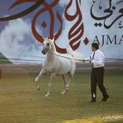 2013 Ajman Arabian Horse Show (day 3)