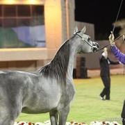 2013 Ajman Arabian Horse Show (day 3)