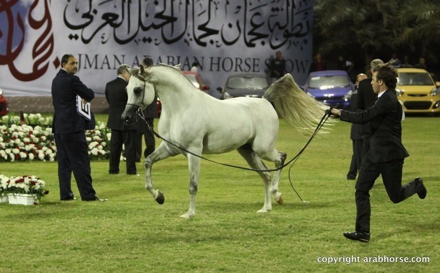 2013 Ajman Arabian Horse Show (day 3)