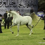 2013 Ajman Arabian Horse Show (day 3)