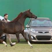 2013 Ajman Arabian Horse Show (day 3)