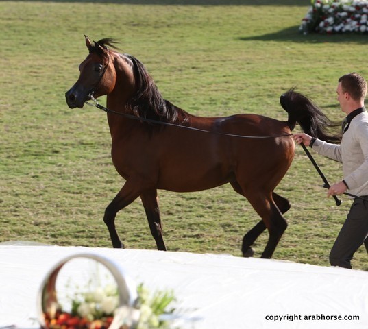 2013 Ajman Arabian Horse Show (day 3)