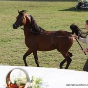 2013 Ajman Arabian Horse Show (day 3)