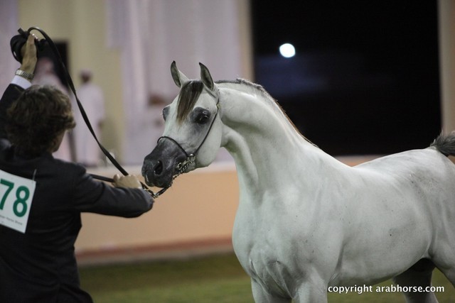 2013 Ajman Arabian Horse Show (day 3)