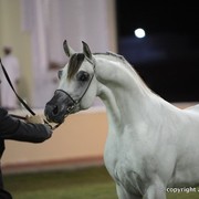 2013 Ajman Arabian Horse Show (day 3)