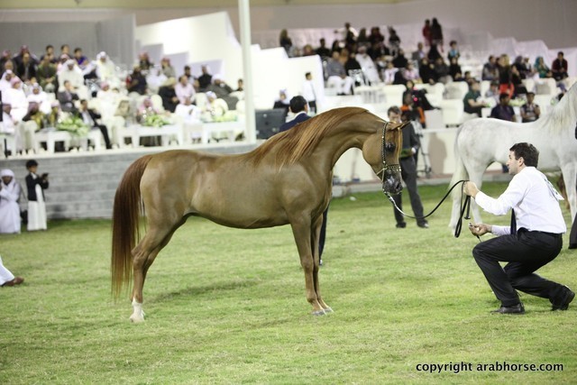 2013 Ajman Arabian Horse Show (day 3)