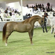 2013 Ajman Arabian Horse Show (day 3)