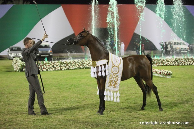 2013 Ajman Arabian Horse Show (day 3)