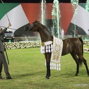 2013 Ajman Arabian Horse Show (day 3)