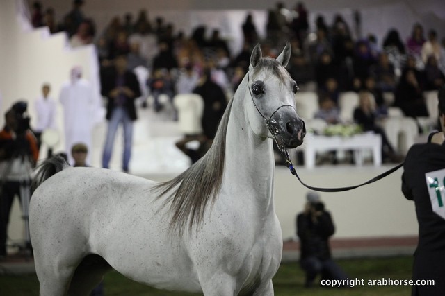 2013 Ajman Arabian Horse Show (day 3)
