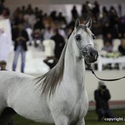 2013 Ajman Arabian Horse Show (day 3)
