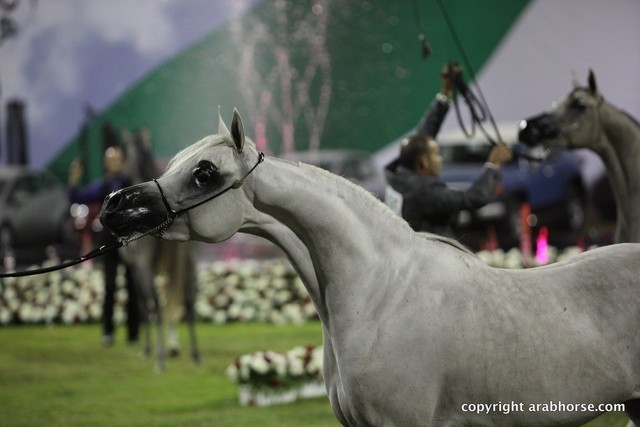2013 Ajman Arabian Horse Show (day 3)