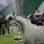 2013 Ajman Arabian Horse Show (day 3)